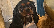 Abby a rejoint le concours — aidez-le/la à gagner de superbes lots ! animal, black_and_brown, carpet, cozy, curtains, cute, dog, ears, floor, fur, furniture, home, indoor, living_room, pet, playful, sandal, sitting, small_dog, tongue_out
