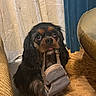 animal, black_and_brown, carpet, cozy, curtains, cute, dog, ears, floor, fur, furniture, home, indoor, living_room, pet, playful, sandal, sitting, small_dog, tongue_out