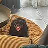 Abby participe au concours pour gagner de l'argent avec cette photo : animal, black, brown, cozy, curtains, cushion, cute, dog, furniture, home, indoor, long_ears, looking, pacifier, pet, playful, rug, small_dog, soft_texture, tile_floor