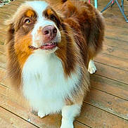 Effy participe au concours pour gagner de l'argent avec cette photo : brown_fur, canine, chair, colorful, dog, floor, furniture, green, happy, nature, outdoor, paw, pet, pink, plant, potted_plant, smiling, tail, white_fur, wooden_deck