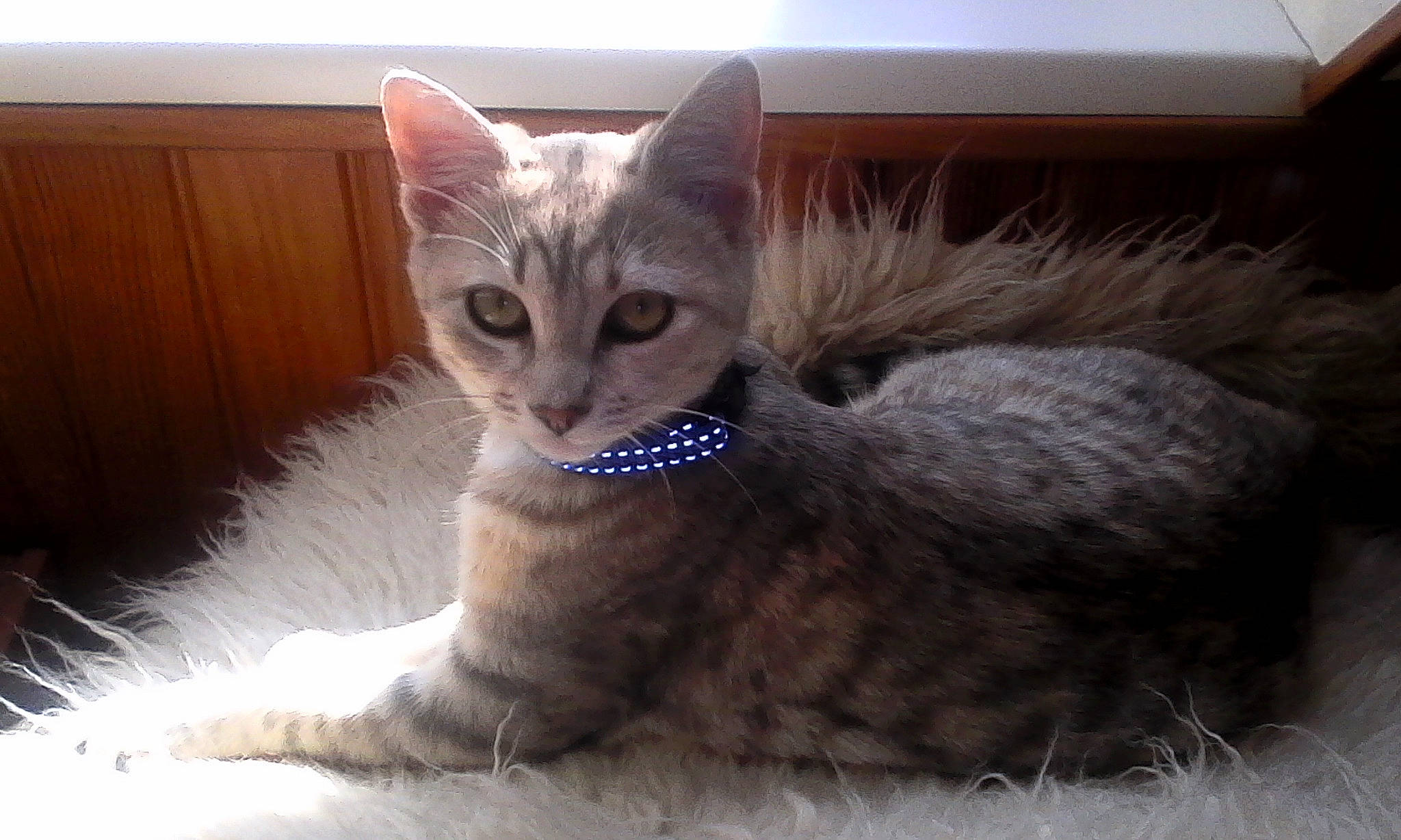 Lola a rejoint le concours — aidez-le/la à gagner de superbes lots ! carnivore, cat, cat_supply, claw, comfort, domestic_short_haired_cat, fawn, felidae, fur, paw, photo_caption, small_to_medium_sized_cats, snout, tail, terrestrial_animal, whiskers, window