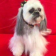 Lexus joined the competition — help win amazing prizes! adorable, animal, bow, canine, collar, companion, cute, dog, face, fluffy, furry, gray, indoor, long_hair, pet, portrait, red_background, sitting, small_dog, white