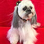 adorable, animal, bow, canine, collar, companion, cute, dog, face, fluffy, furry, gray, indoor, long_hair, pet, portrait, red_background, sitting, small_dog, white