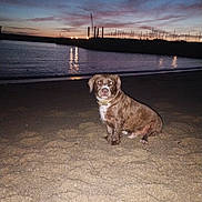 Spyke a rejoint le concours — aidez-le/la à gagner de superbes lots ! dog, beach, sand, water, dusk, sunset, harbor, silhouette, reflection, animal, pet, outdoor, evening, sky, calm, nature, waterfront, shore, canine, quiet