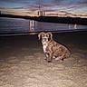 dog, beach, sand, water, dusk, sunset, harbor, silhouette, reflection, animal, pet, outdoor, evening, sky, calm, nature, waterfront, shore, canine, quiet