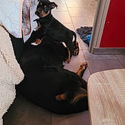 Nicco participe au concours pour gagner de l'argent avec cette photo : dog, puppy, two_dogs, indoor, tile_floor, blanket, couch, toy, playful, lying_down, standing, black_coat, tan_markings, paw, cute, pet, home_interior, doorway, rug, floor