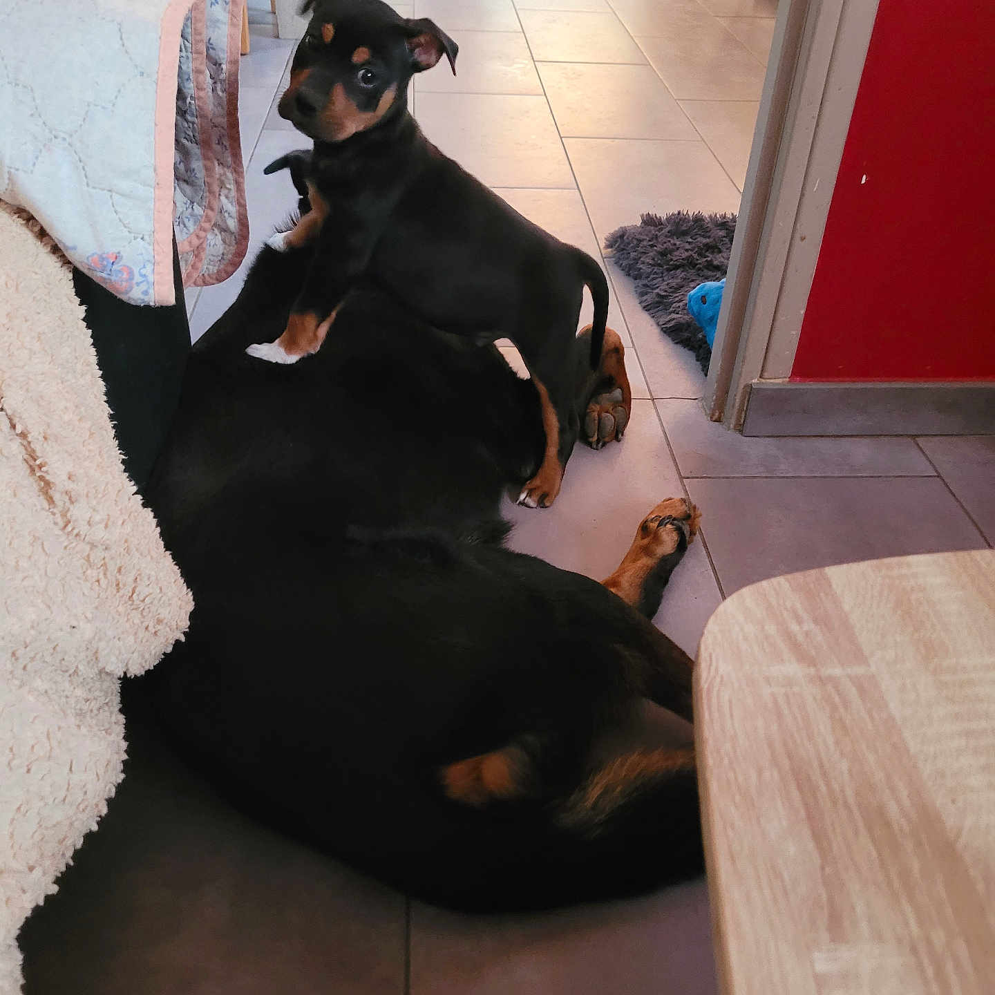 Nicco participe au concours pour gagner de l'argent avec cette photo : black_coat, blanket, couch, cute, dog, doorway, floor, home_interior, indoor, lying_down, paw, pet, playful, puppy, rug, standing, tan_markings, tile_floor, toy, two_dogs