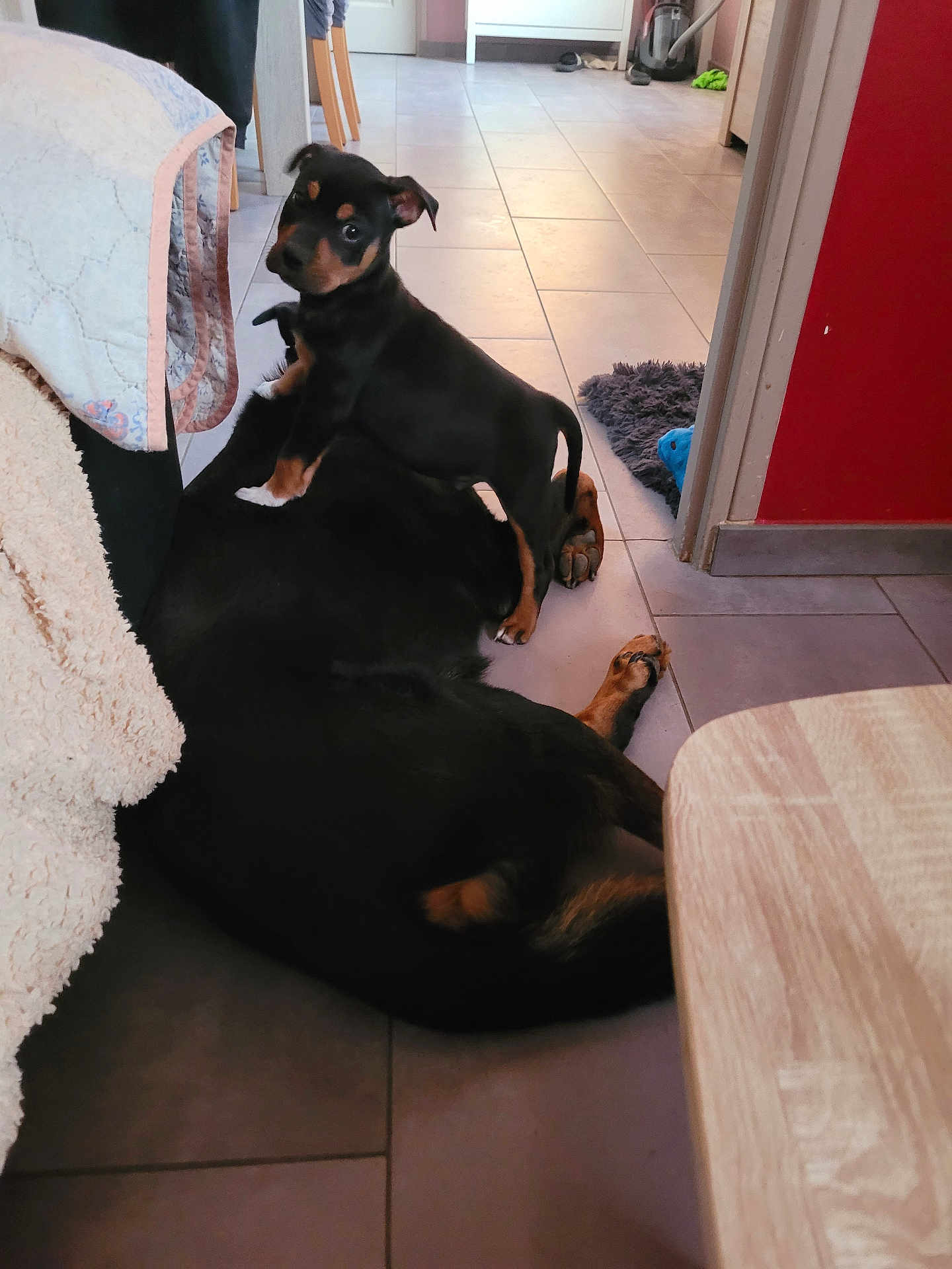 Nicco participe au concours pour gagner de l'argent avec cette photo : dog, puppy, two_dogs, indoor, tile_floor, blanket, couch, toy, playful, lying_down, standing, black_coat, tan_markings, paw, cute, pet, home_interior, doorway, rug, floor