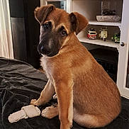 Groot participe au concours pour gagner de l'argent avec cette photo : animal, black_muzzle, blanket, bone, brown_fur, cabinet, chew_toy, cute, dark_eyes, dog, floppy_ears, head_tilt, home, indoor, pet, portrait, puppy, shelf, sitting, toy_cars