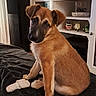 animal, black_muzzle, blanket, bone, brown_fur, cabinet, chew_toy, cute, dark_eyes, dog, floppy_ears, head_tilt, home, indoor, pet, portrait, puppy, shelf, sitting, toy_cars