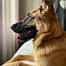 Groot a rejoint le concours — aidez-le/la à gagner de superbes lots ! animal, bed, black_muzzle, brown_coat, canine, close_up, dog, ears, happy, indoors, lying_down, open_mouth, pet, portrait, shepherd, short_fur, side_profile, smiling, teeth, tongue