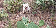 Hidylle participe au concours pour gagner de l'argent avec cette photo : animal, cactus, daylight, dog, dry_terrain, greenery, happy_dog, hill, landscape, nature, outdoor, pet, plants, prickly_pear_cactus, rocky_path, shrubbery, summer, tongue_out, white_dog, wildlife