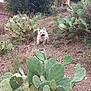 animal, cactus, daylight, dog, dry_terrain, greenery, happy_dog, hill, landscape, nature, outdoor, pet, plants, prickly_pear_cactus, rocky_path, shrubbery, summer, tongue_out, white_dog, wildlife