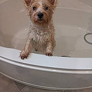 Hidylle participe au concours pour gagner de l'argent avec cette photo : animal, bath_time, bathroom, bathtub, clean, curious, cute, dog, domestic, ears, fur, indoor, looking, paw, pet, small_dog, standing, tile_floor, wet, white