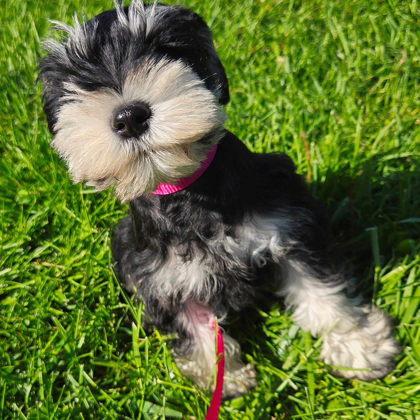 Weston is registered to the contest to win money with this photo: adorable, animal, black_and_white, canine, cute, dog, fur, grass, greenery, leash, nature, outdoor, pet, pet_accessory, pink_collar, playful, puppy, sitting, sunlight, young_dog