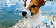 Volt participe au concours pour gagner de l'argent avec cette photo : dog, jack_russell_terrier, harness, rock, lake, water, nature, outdoor, trees, sky, clouds, foot, towel, pet, animal, summer, leash, closeup, daylight, relaxation