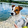 dog, jack_russell_terrier, harness, rock, lake, water, nature, outdoor, trees, sky, clouds, foot, towel, pet, animal, summer, leash, closeup, daylight, relaxation