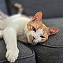 cat, orange_and_white, pet, feline, relaxed, sleepy, couch, gray, indoor, paw, whiskers, ears, face, fur, closeup, resting, cozy, animal, domestic_animal, cute