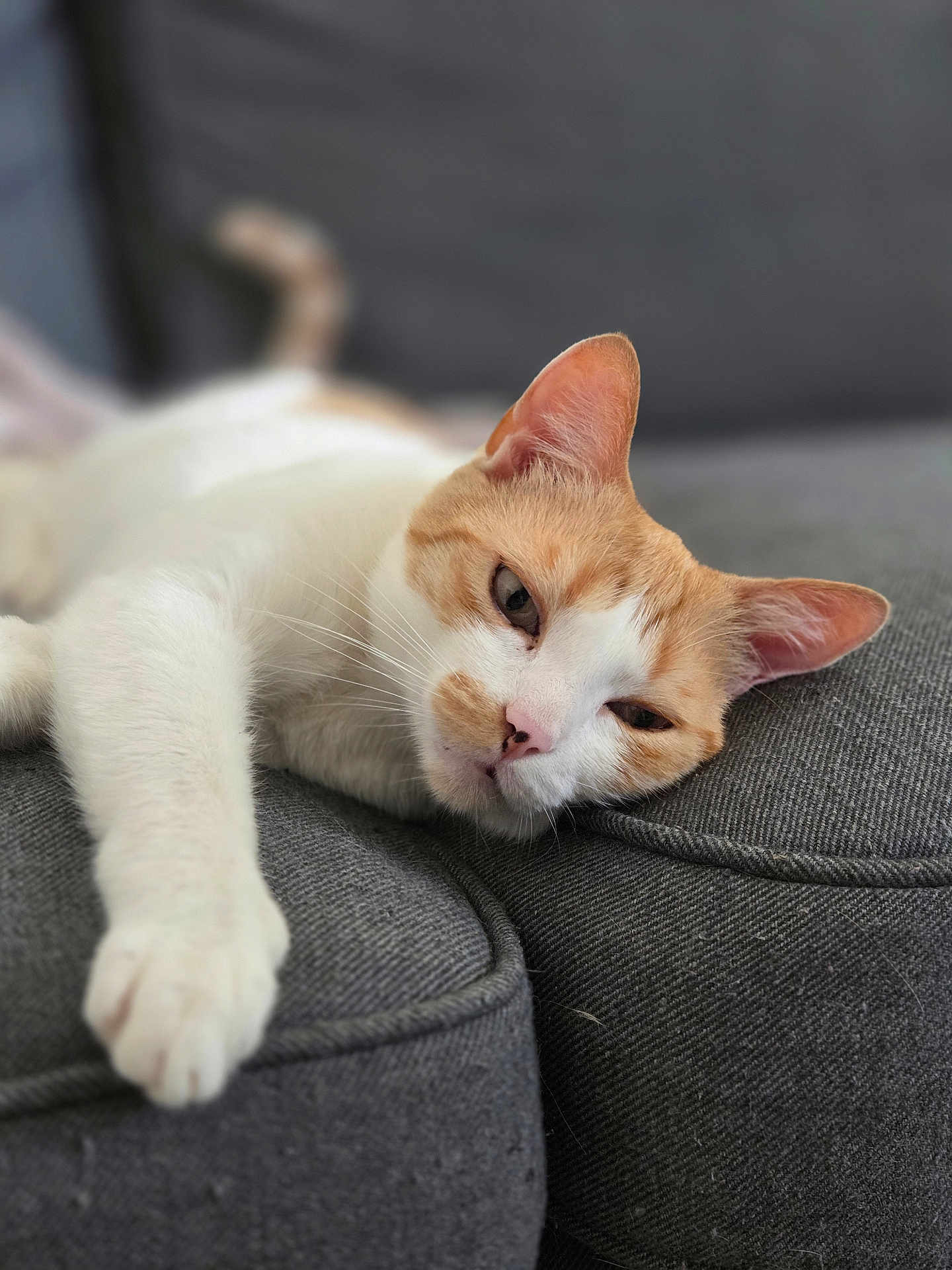 Arthur participe au concours pour gagner de l'argent avec cette photo : cat, orange_and_white, pet, feline, relaxed, sleepy, couch, gray, indoor, paw, whiskers, ears, face, fur, closeup, resting, cozy, animal, domestic_animal, cute