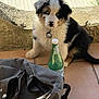 Aïko participe au concours pour gagner de l'argent avec cette photo : puppy, dog, blue_eyes, fluffy, sitting, backpack, green_bottle, tile_floor, outdoor, sunlight, stone_wall, collar, pet, young_dog, black_and_white, brown_spots, paw, nose, ears, looking