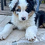 Aïko participe au concours pour gagner de l'argent avec cette photo : puppy, dog, blue_eye, brown_eye, fluffy, paw, plastic_bottle, tile_floor, outdoor, chair, deck, playful, cute, pet, animal, fur, nose, white, black, tan