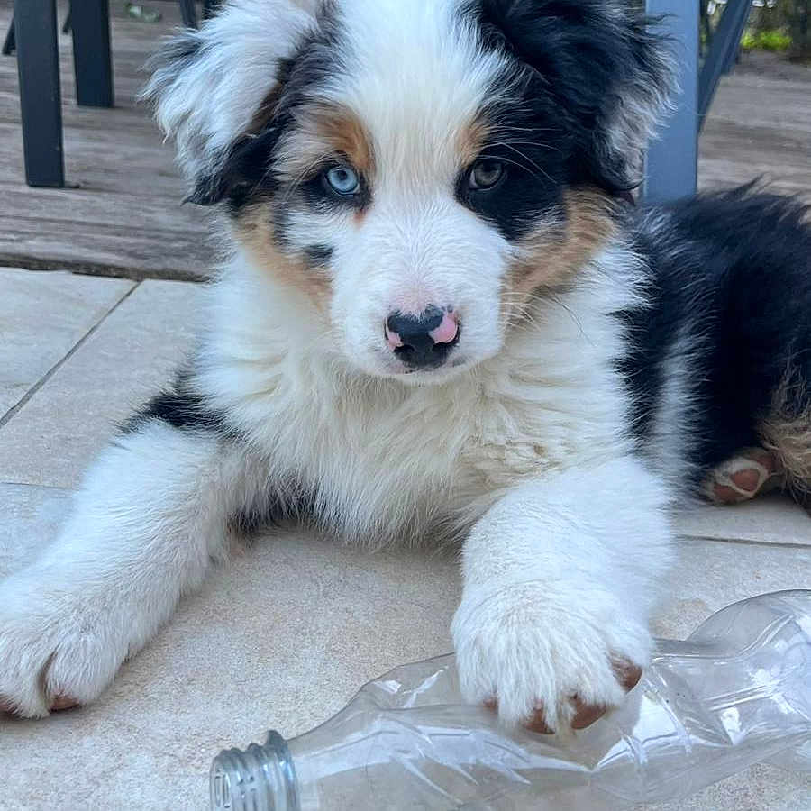 Aïko participe au concours pour gagner de l'argent avec cette photo : animal, black, blue_eye, brown_eye, chair, cute, deck, dog, fluffy, fur, nose, outdoor, paw, pet, plastic_bottle, playful, puppy, tan, tile_floor, white