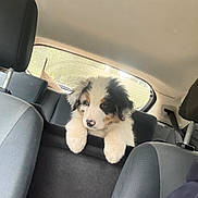 Aïko a rejoint le concours — aidez-le/la à gagner de superbes lots ! puppy, dog, car_interior, backseat, curious, fluffy, black_fur, white_fur, brown_fur, pet, animal, window, seat, headrest, cute, young_dog, vehicle, travel, domestic_animal, inside_car