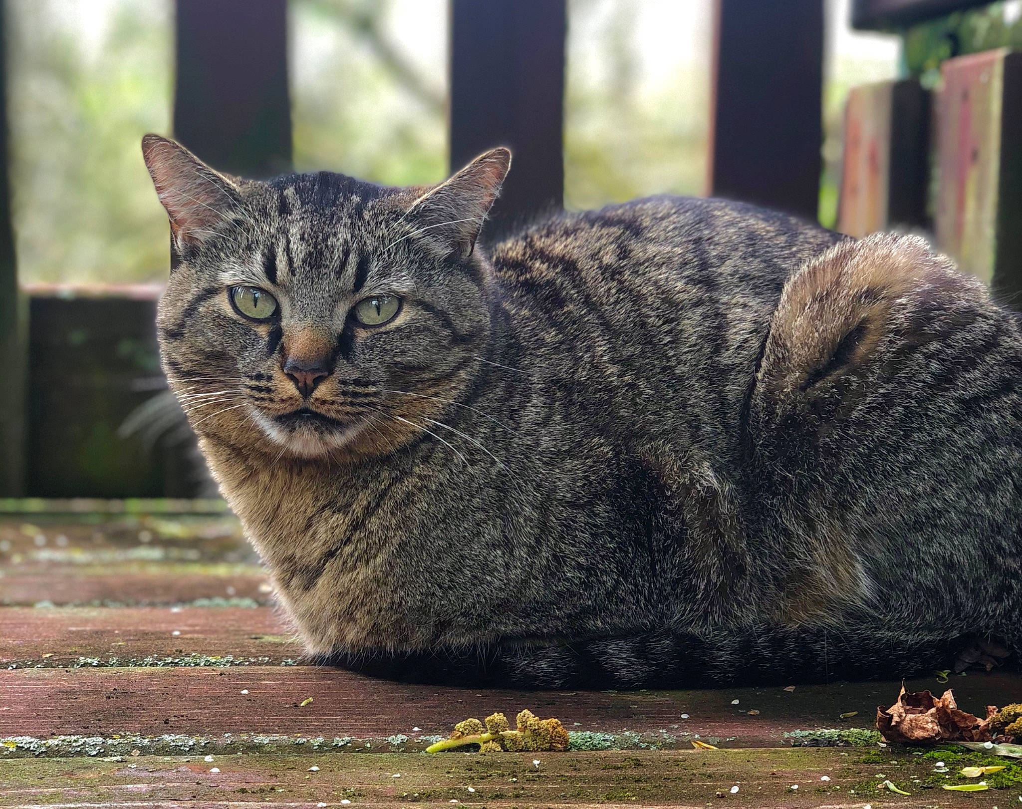 Andy is registered to the contest to win money with this photo: carnivore, cat, domestic_short_haired_cat, felidae, fur, grass, grey, sitting, small_to_medium_sized_cats, snout, tail, terrestrial_animal, tree, whiskers, wildlife