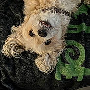 Penny joined the competition — help win amazing prizes! animal, blanket, comfort, cozy, cream_color, cute, dog, ears, expression, face, fluffy, fur, green_pattern, indoors, lying_down, pet, resting, small_dog, teeth, upside_down