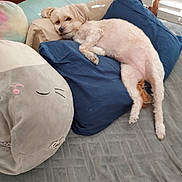 Penny is registered to the contest to win money with this photo: dog, pillow, bed, plush_toy, blanket, indoor, relaxing, sleepy, fur, cushion, light, window_blinds, cozy, resting, animal, pet, soft, comfort, home, cute