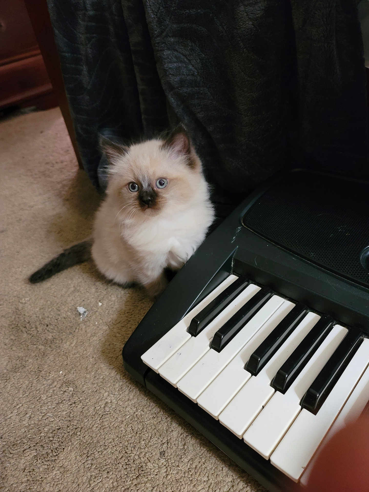 Jinx joined the competition — help win amazing prizes! kitten, cat, keyboard, piano, musical_instrument, carpet, indoor, furry, pet, cute, blue_eyes, small, fluffy, curtains, animal, domestic_animal, young, whiskers, playing, closeup
