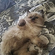 Jinx is registered to the contest to win money with this photo: kitten, cat, fluffy, bed, bedding, flower_pattern, paw, fur, cute, pet, animal, indoor, resting, young, small, looking, soft, cozy, playful, relaxed