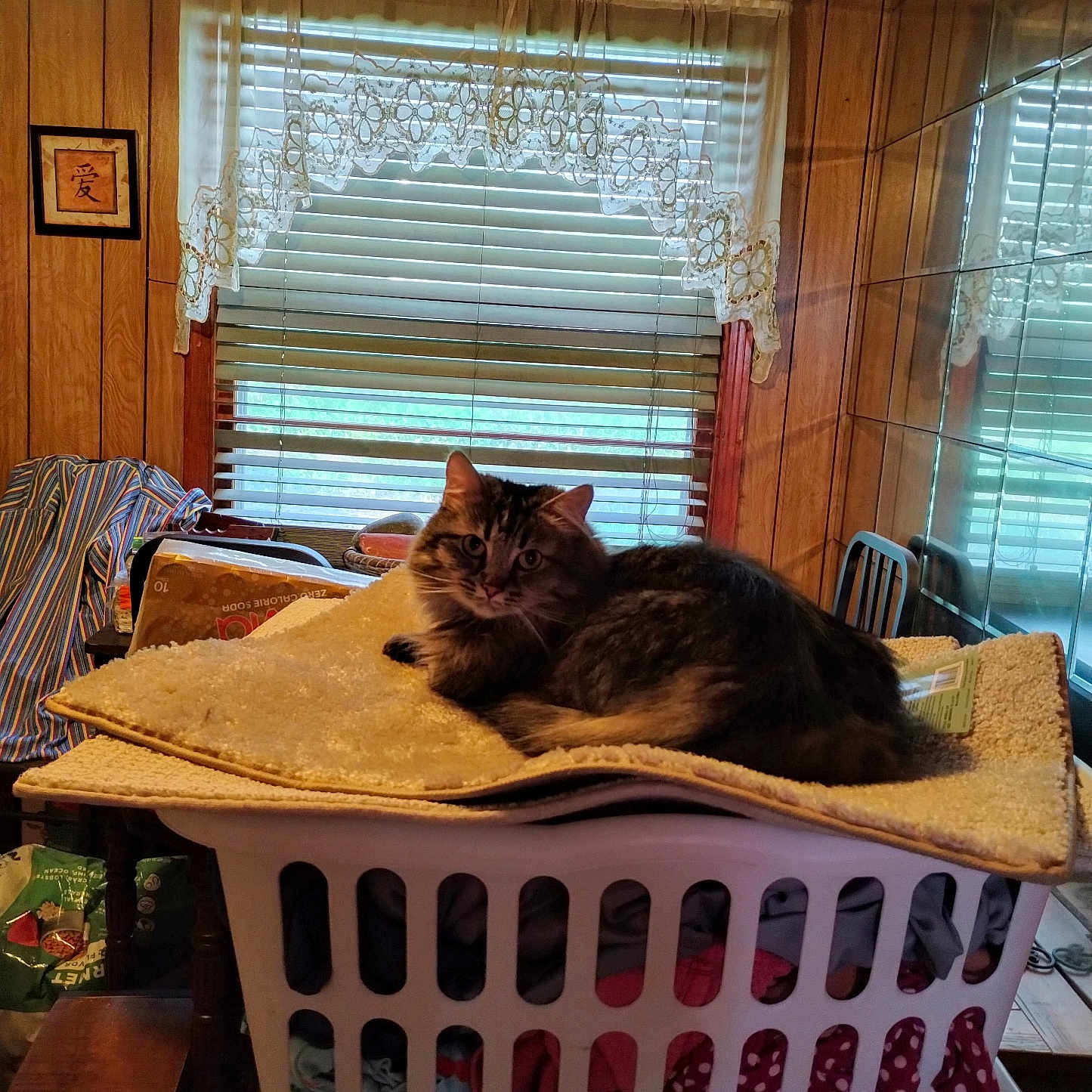 Dorothy Mcc is registered to the contest to win money with this photo: blanket, cat, chair, clothing, cozy, curtains, fabric, furniture, home_interior, household, indoor, laundry_basket, mirror, pet, resting, rug, striped_cat, table, window, wood_paneling
