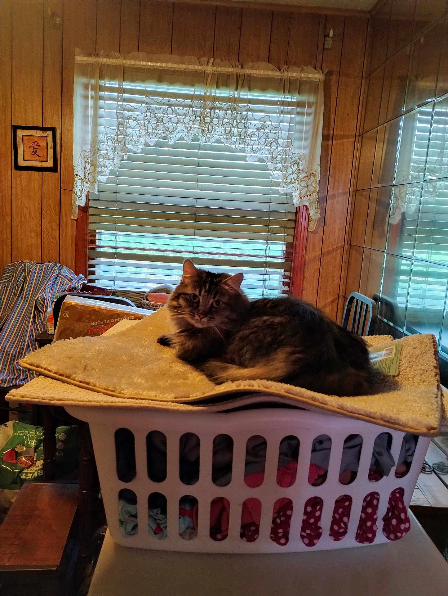 Dorothy Mcc is registered to the contest to win money with this photo: blanket, cat, chair, clothing, cozy, curtains, fabric, furniture, home_interior, household, indoor, laundry_basket, mirror, pet, resting, rug, striped_cat, table, window, wood_paneling