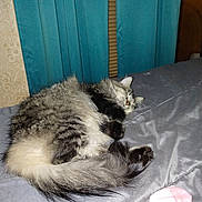 Emma Jean is registered to the contest to win money with this photo: bed, blanket, cat, cozy, curled_up, curtains, domestic, ears, feline, fur, gray, indoor, pet, relaxed, resting, sleeping, soft, tabby, tail, whiskers
