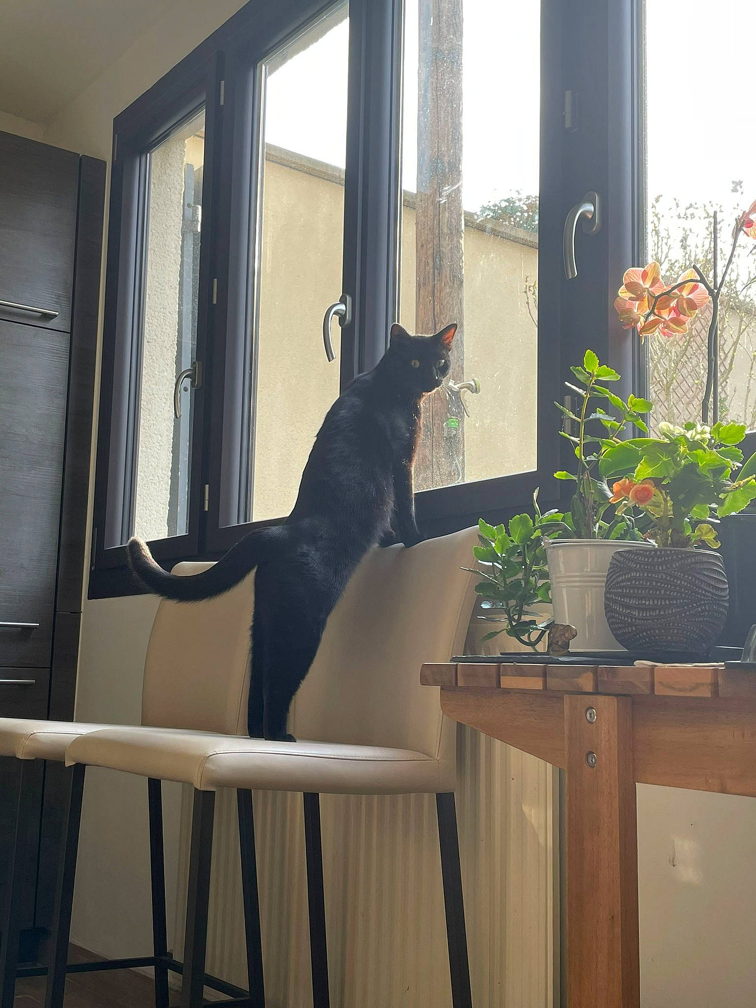 Nox participe au concours pour gagner de l'argent avec cette photo : carnivore, cat, chair, comfort, curtain, felidae, fixture, flowerpot, hardwood, house, houseplant, interior_design, plant, shade, small_to_medium_sized_cats, tail, textile, tints_and_shades, window, wood