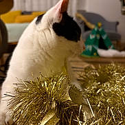 Jude participe au concours pour gagner de l'argent avec cette photo : cat, black_and_white, tinsel, golden, decoration, indoor, living_room, furniture, sofa, curtains, blurred_background, cozy, pet, animal, whiskers, ears, closeup, festive, holiday, soft_lighting
