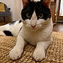 Jude participe au concours pour gagner de l'argent avec cette photo : cat, black_and_white, indoor, carpet, rug, feline, pet, close_up, animal, floor, whiskers, ears, eyes, paws, relaxed, curious, home, furniture, door, couch