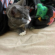 Smokey Butler joined the competition — help win amazing prizes! animal, bed, blanket, cat, close_up, colorful_blanket, cozy, curious, cute, domestic_cat, fur, gray_cat, indoor, pet, relaxed, resting, side_view, soft_texture, whiskers, white_paws