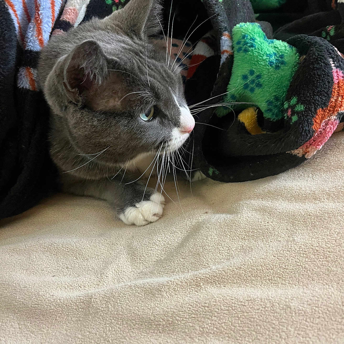 Smokey Butler joined the competition — help win amazing prizes! animal, bed, blanket, cat, close_up, colorful_blanket, cozy, curious, cute, domestic_cat, fur, gray_cat, indoor, pet, relaxed, resting, side_view, soft_texture, whiskers, white_paws