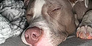 Ace joined the competition — help win amazing prizes! dog, sleeping, resting, pink_nose, blanket, cozy, paw, fur, close_up, indoor, pet, animal, relaxed, snout, ears, bed, comfort, cute, calm, muzzle
