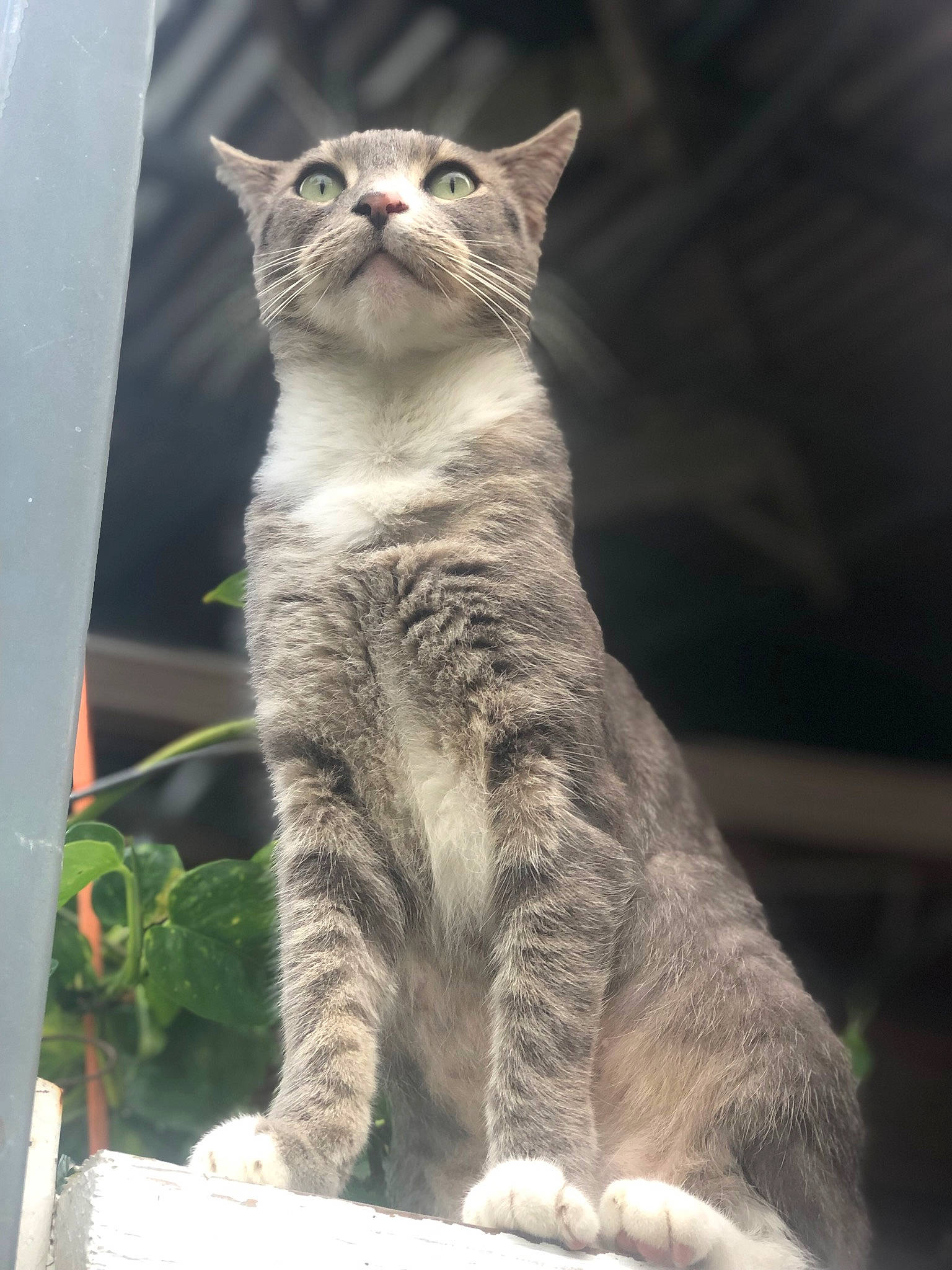 Onix is registered to the contest to win money with this photo: american_wirehair, asian, carnivore, cat, domestic_short_haired_cat, dragon_li, european_shorthair, felidae, fur, kitten, mammal, polydactyl_cat, small_to_medium_sized_cats, snout, tabby_cat, vertebrate, whiskers