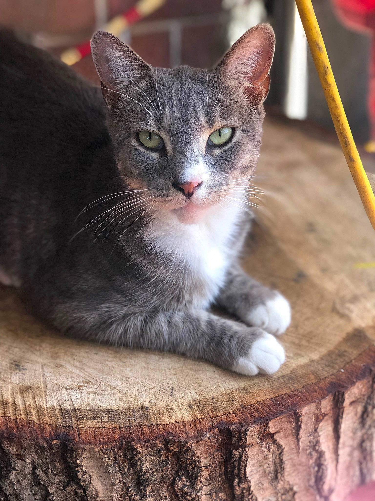 Onix joined the competition — help win amazing prizes! aegean_cat, american_wirehair, asian, carnivore, cat, domestic_short_haired_cat, european_shorthair, fawn, felidae, german_rex, kitten, mammal, small_to_medium_sized_cats, snout, tabby_cat, tree, vertebrate, whiskers