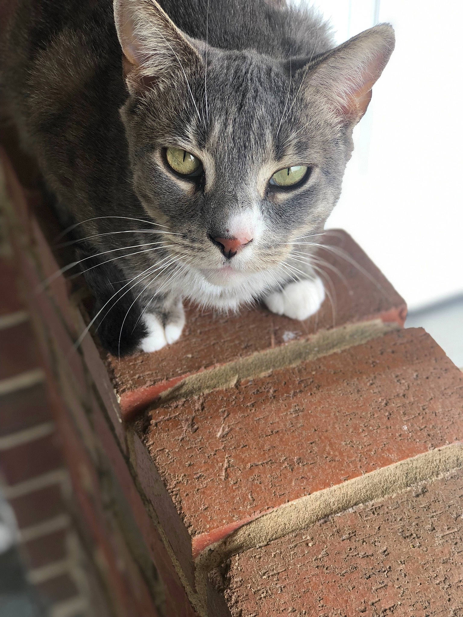 Onix joined the competition — help win amazing prizes! aegean_cat, asian, carnivore, cat, domestic_short_haired_cat, european_shorthair, eye, fawn, felidae, kitten, polydactyl_cat, small_to_medium_sized_cats, snout, tabby_cat, whiskers