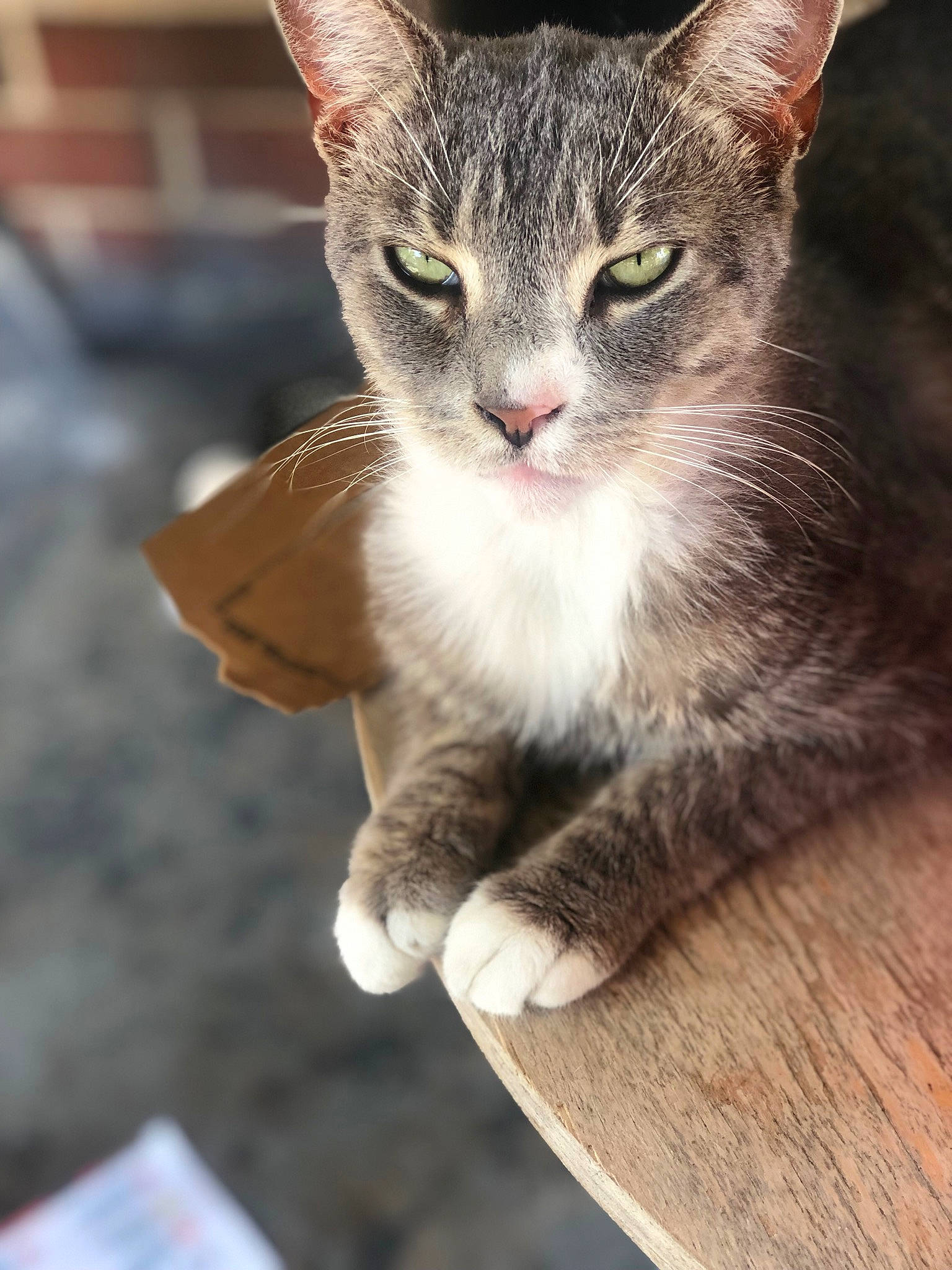 Onix is registered to the contest to win money with this photo: aegean_cat, asian, carnivore, cat, domestic_short_haired_cat, ear, european_shorthair, eye, fawn, felidae, kitten, mammal, oriental_shorthair, small_to_medium_sized_cats, tabby_cat, whiskers, wildlife