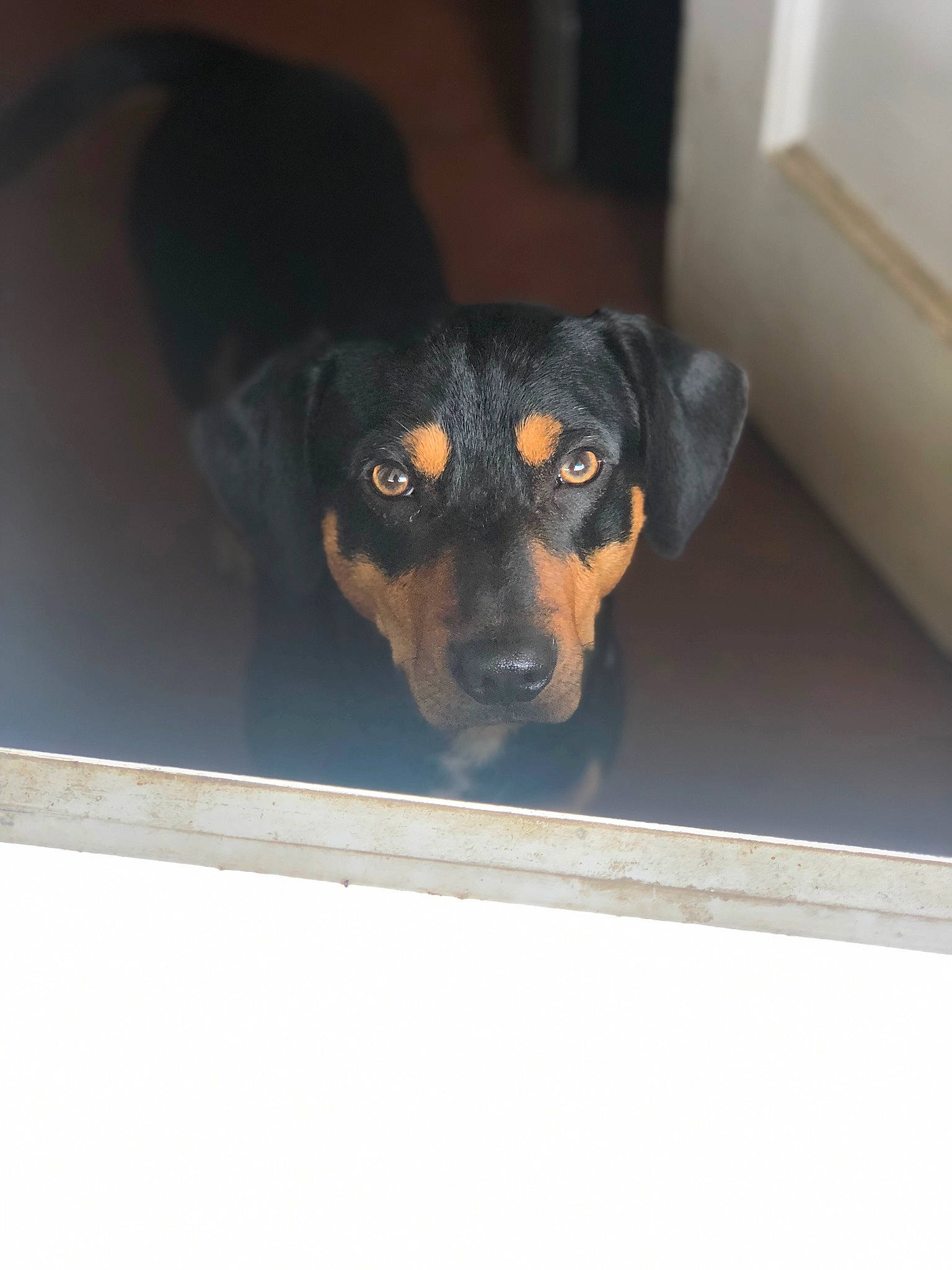Chiweenie joined the competition — help win amazing prizes! austrian_black_and_tan_hound, black_and_tan_terrier, canidae, carnivore, dog, dog_breed, german_pinscher, guard_dog, huntaway, mammal, miniature_pinscher, nose, pinscher, puppy, rottweiler, smaland_hound, snout, street_dog, vertebrate, working_dog