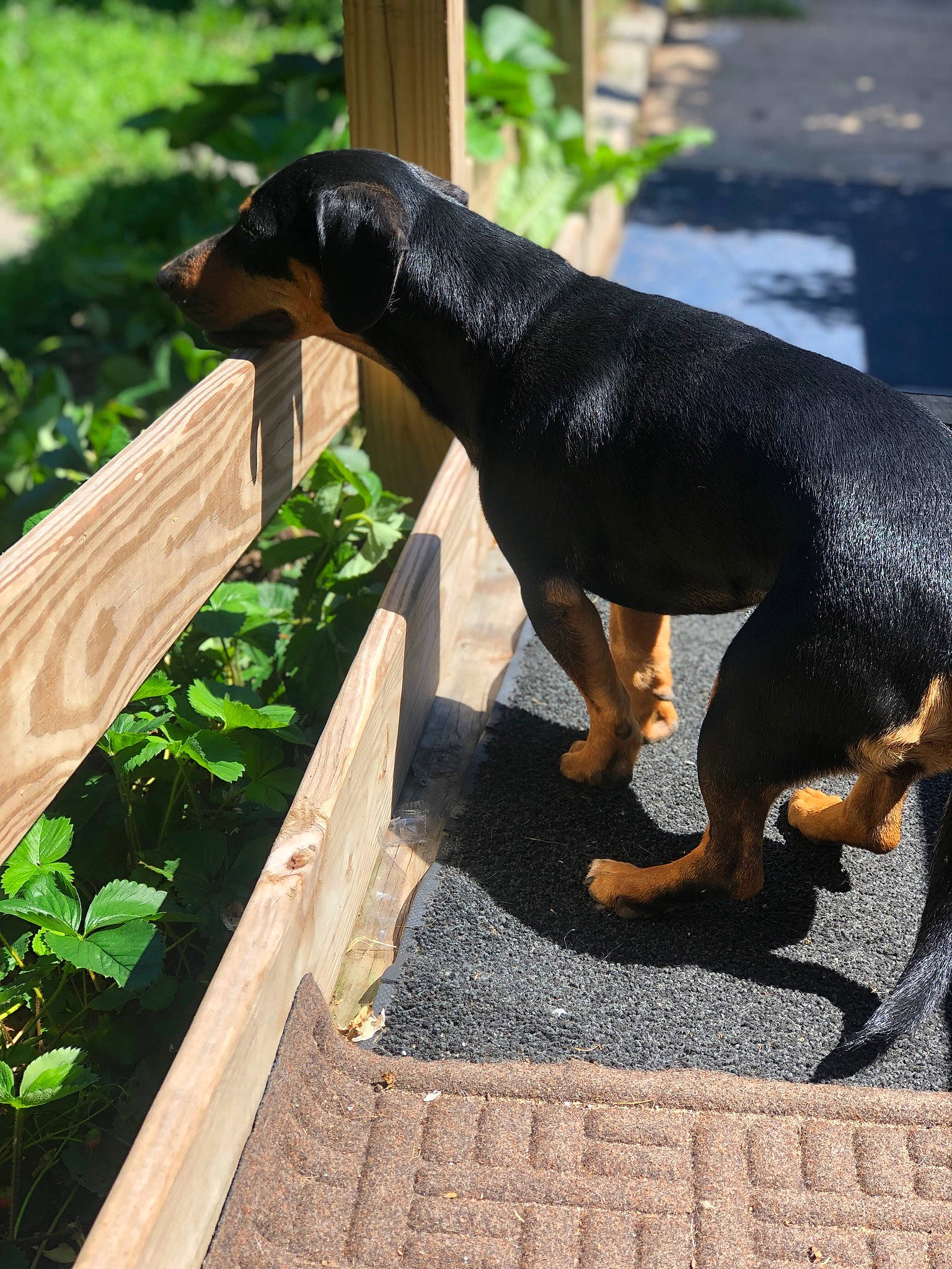 Chiweenie joined the competition — help win amazing prizes! austrian_black_and_tan_hound, beauceron, black_and_tan_coonhound, canidae, carnivore, dobermann, dog, dog_breed, german_pinscher, guard_dog, hellenikos_ichnilatis, hunting_dog, jagdterrier, lithuanian_hound, mammal, montenegrin_mountain_hound, pinscher, smaland_hound, transylvanian_hound, vertebrate