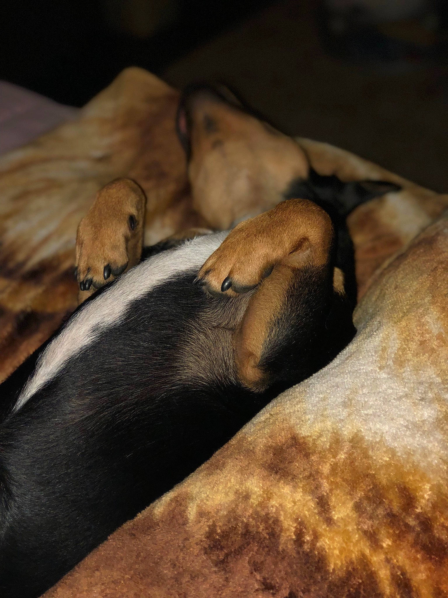 Chiweenie joined the competition — help win amazing prizes! canidae, carnivore, dog, dog_breed, fawn, puppy, snout