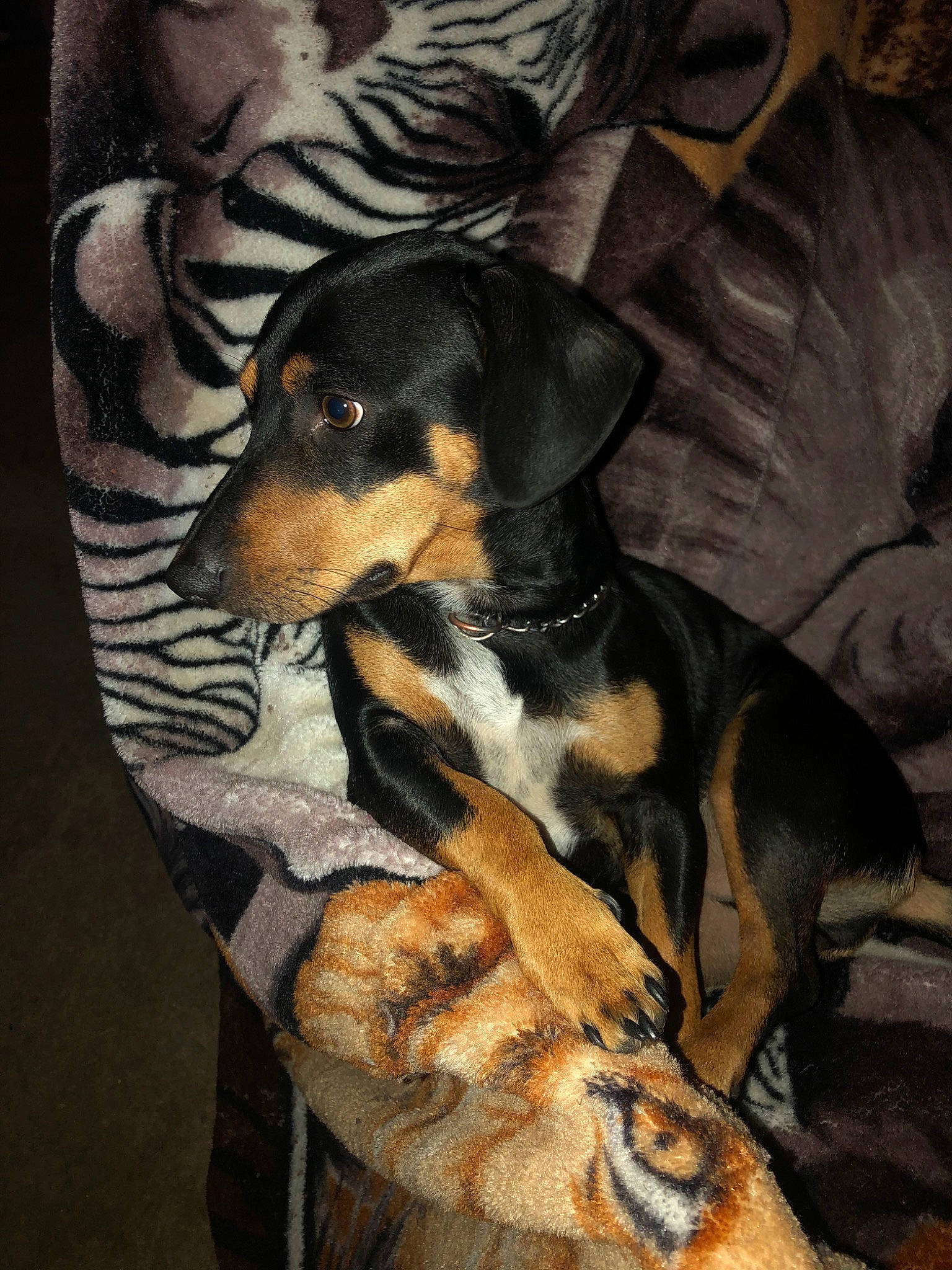 Chiweenie is registered to the contest to win money with this photo: canidae, carnivore, dog, dog_breed, fawn, german_pinscher, huntaway, hunting_dog, mammal, miniature_pinscher, pinscher, transylvanian_hound, vertebrate