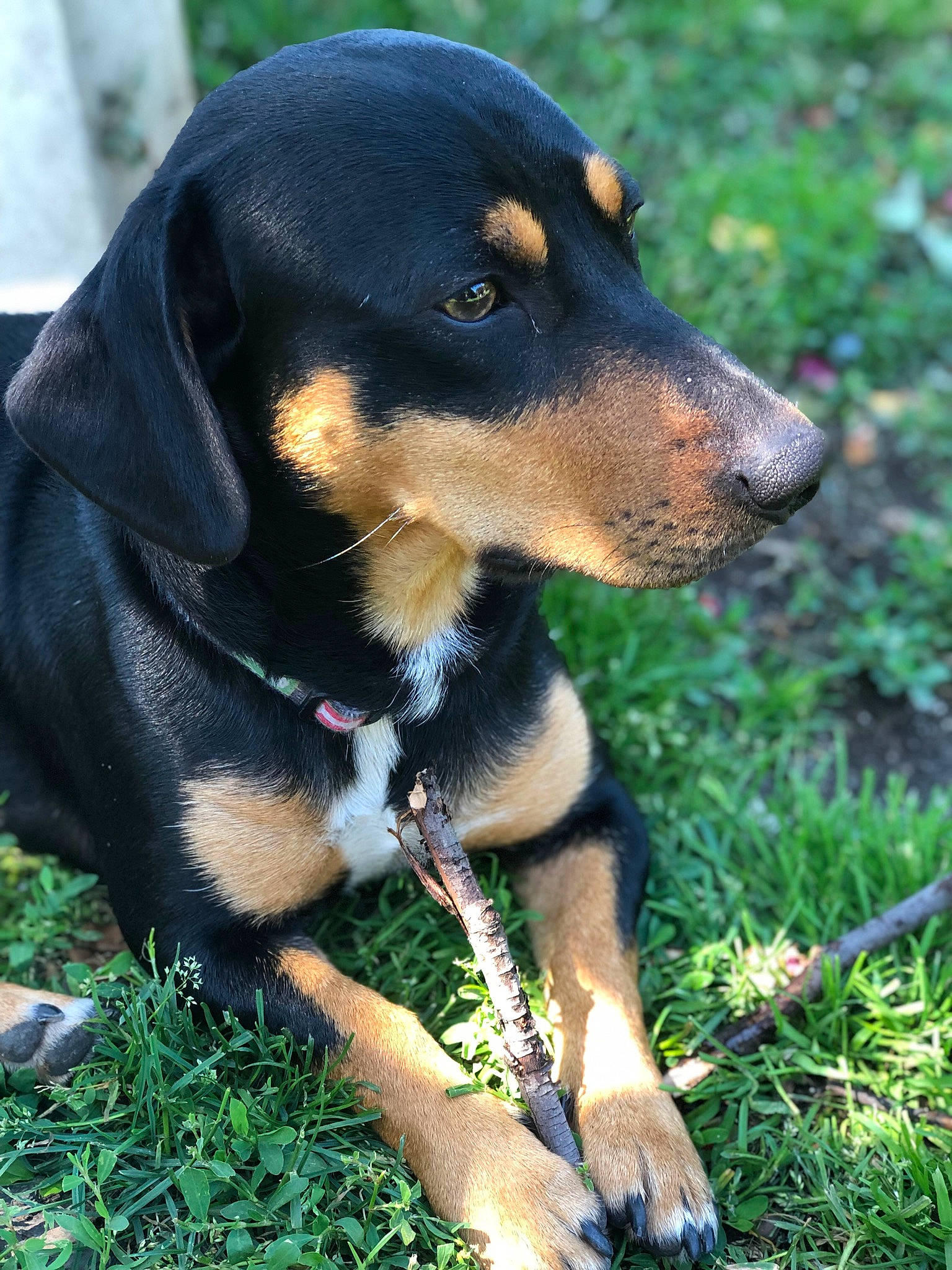 Chiweenie is registered to the contest to win money with this photo: austrian_black_and_tan_hound, black_and_tan_terrier, canidae, carnivore, dog, dog_breed, hellenikos_ichnilatis, hound, huntaway, hunting_dog, lithuanian_hound, mammal, montenegrin_mountain_hound, polish_hunting_dog, rare_breed_dog, smaland_hound, snout, transylvanian_hound, tyrolean_hound, vertebrate